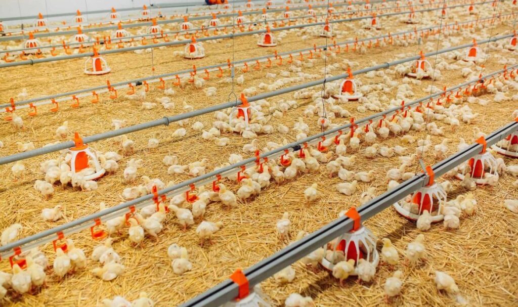 Depositphotos_537874190_XLpulcini-bevono-1170x694-1